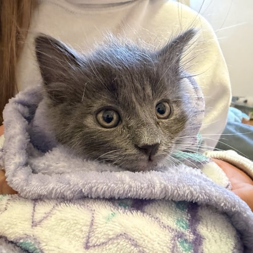 BLOSSOM (BONDED W/ BUTTERCUP) - Domestic Short Hair available for adoption