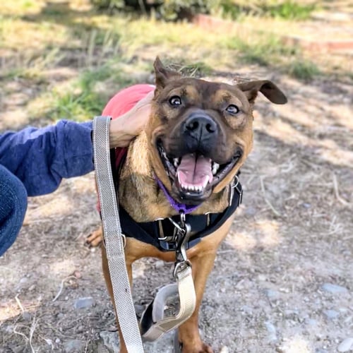 NEWMAN - Pit Bull Terrier available for adoption