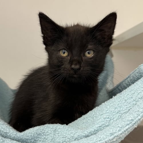 FUDGE (BONDED W/ CREME) - Domestic Short Hair available for adoption