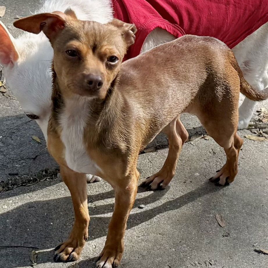 TOLKIEN - Chihuahua available for adoption