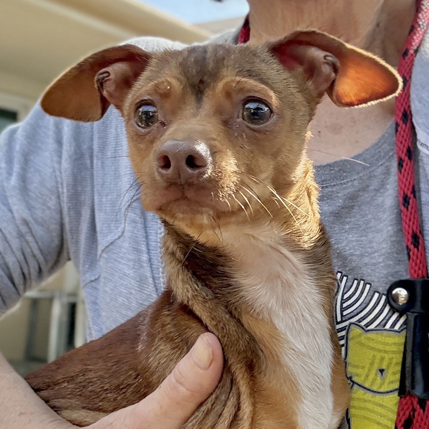 TOLKIEN - Chihuahua available for adoption