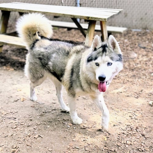 SHAWN - Husky available for adoption