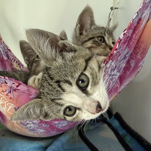 BAGUETTE - Domestic Short Hair available for adoption