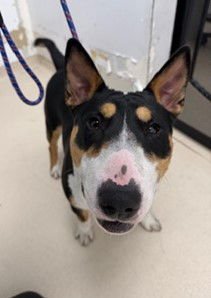 SPUDS - Bull Terrier available for adoption