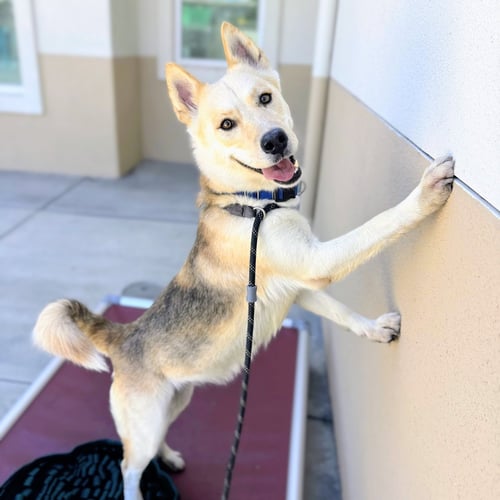LOVELY - German Shepherd Dog / Siberian Husky available for adoption
