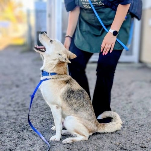 LOVELY - German Shepherd Dog / Siberian Husky available for adoption