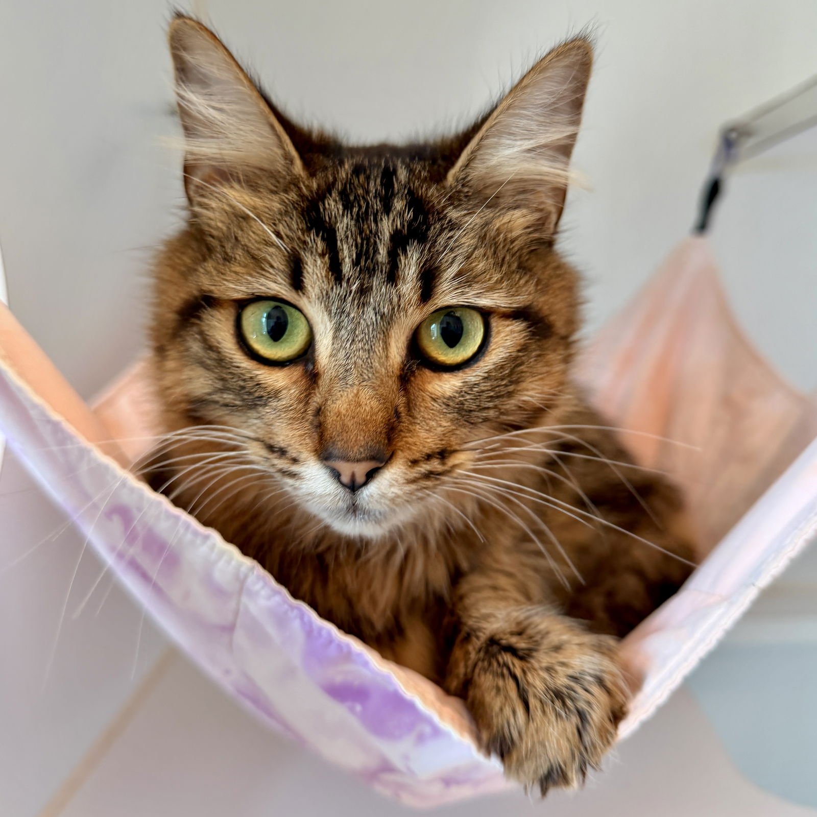 SAMANTHA (BONDED W/ FRANCIS) - Domestic Medium Hair available for adoption