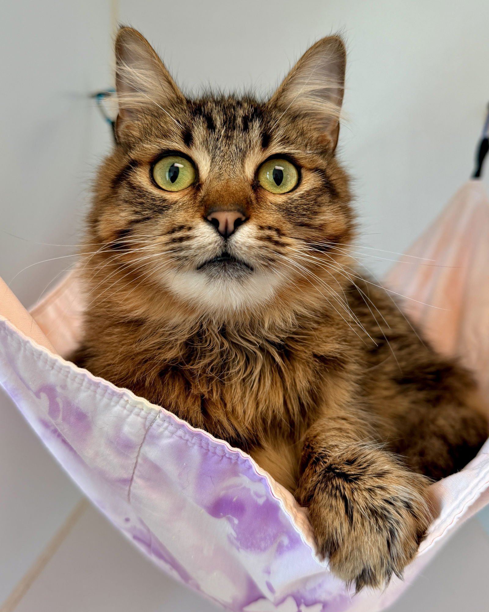 SAMANTHA (BONDED W/ FRANCIS) - Domestic Medium Hair available for adoption