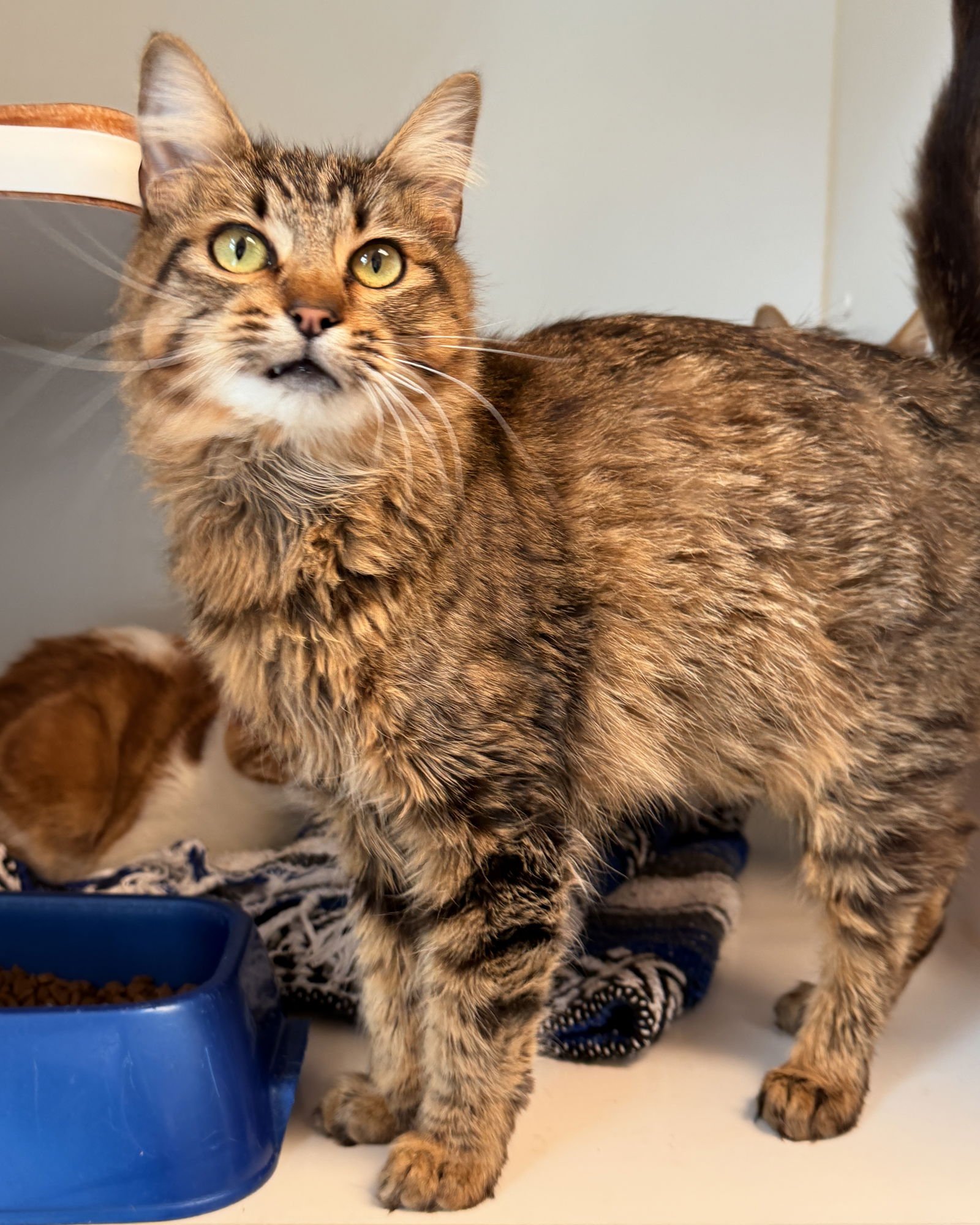 Samantha (bonded w/ Francis) - Photo 3