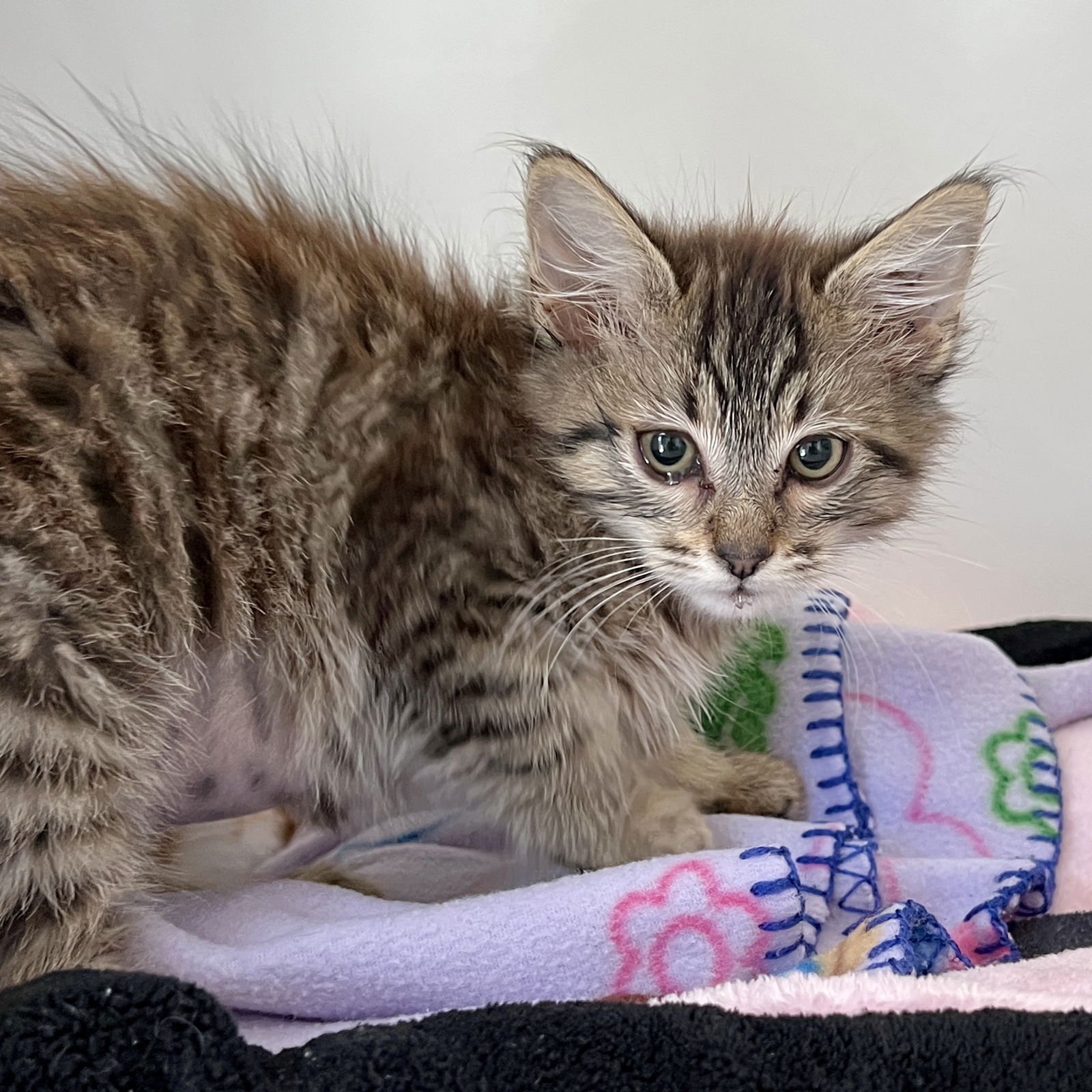 Samantha (bonded w/ Francis) - Photo 4