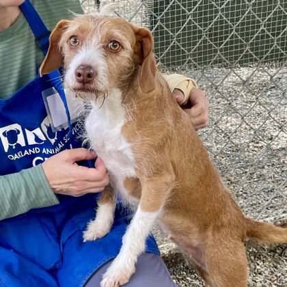 PEBBLES - Unknown available for adoption