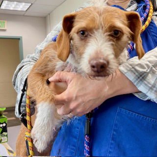 PEBBLES - Unknown available for adoption