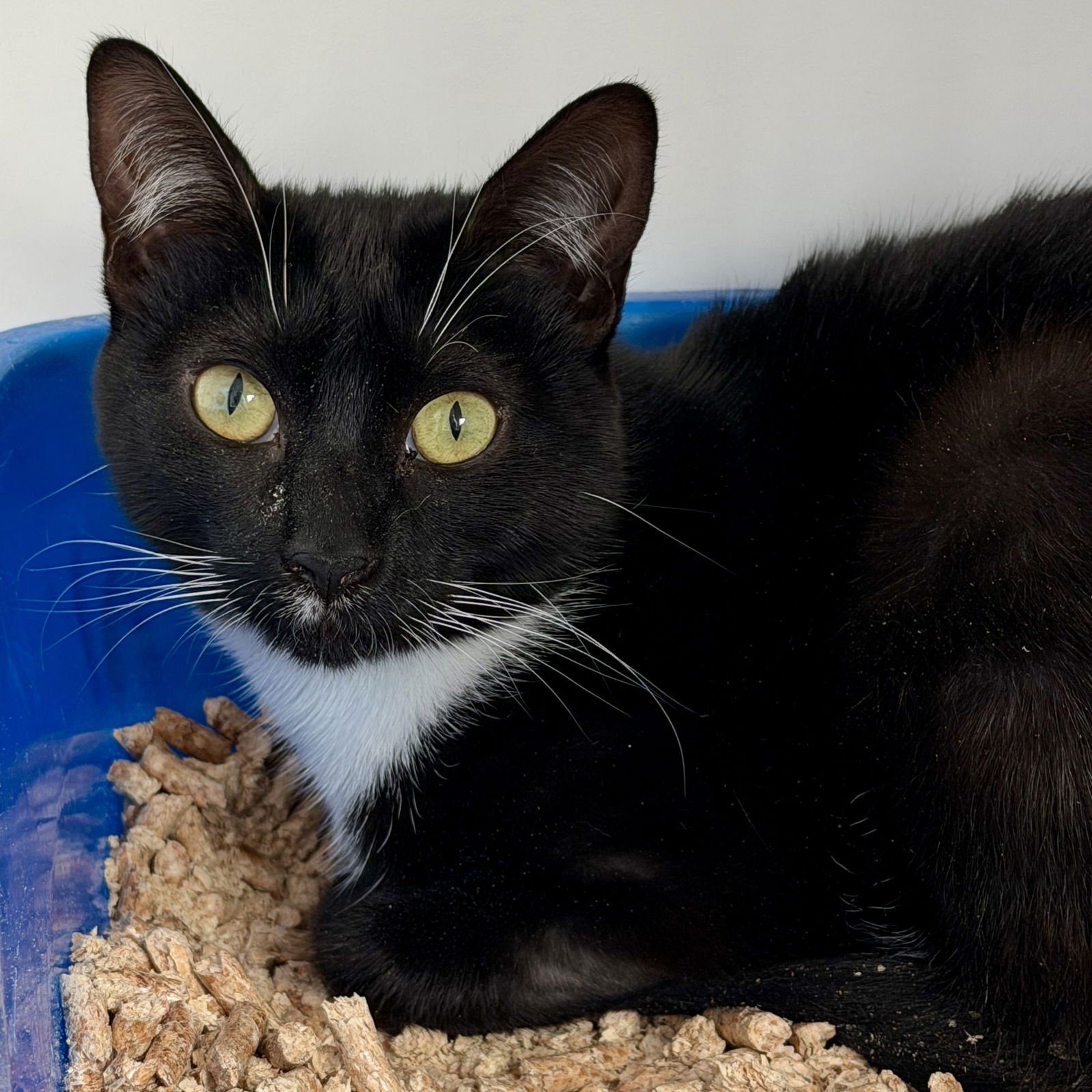 KIKI (BONDED W/PONYO) - Domestic Short Hair available for adoption