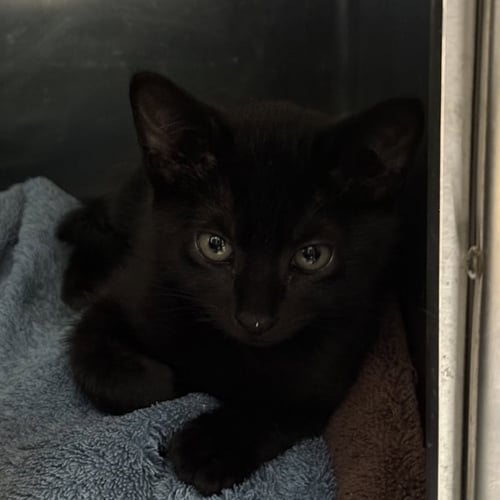 DONATELLO (BONDED W/ LEONARDO) - Domestic Short Hair available for adoption