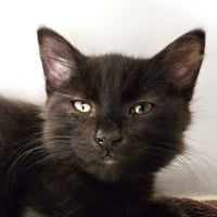 Donatello (bonded w/ Leonardo) - Photo 1