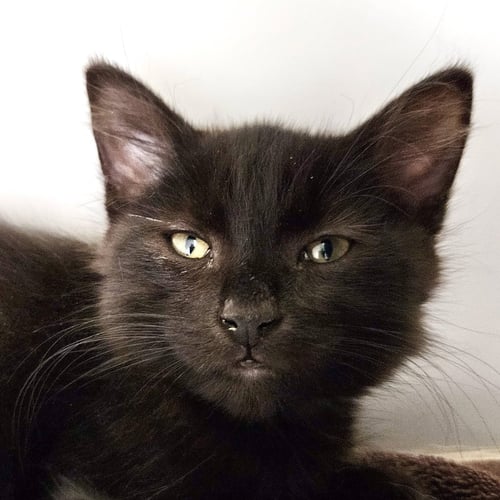 DONATELLO (BONDED W/ LEONARDO) - Domestic Short Hair available for adoption