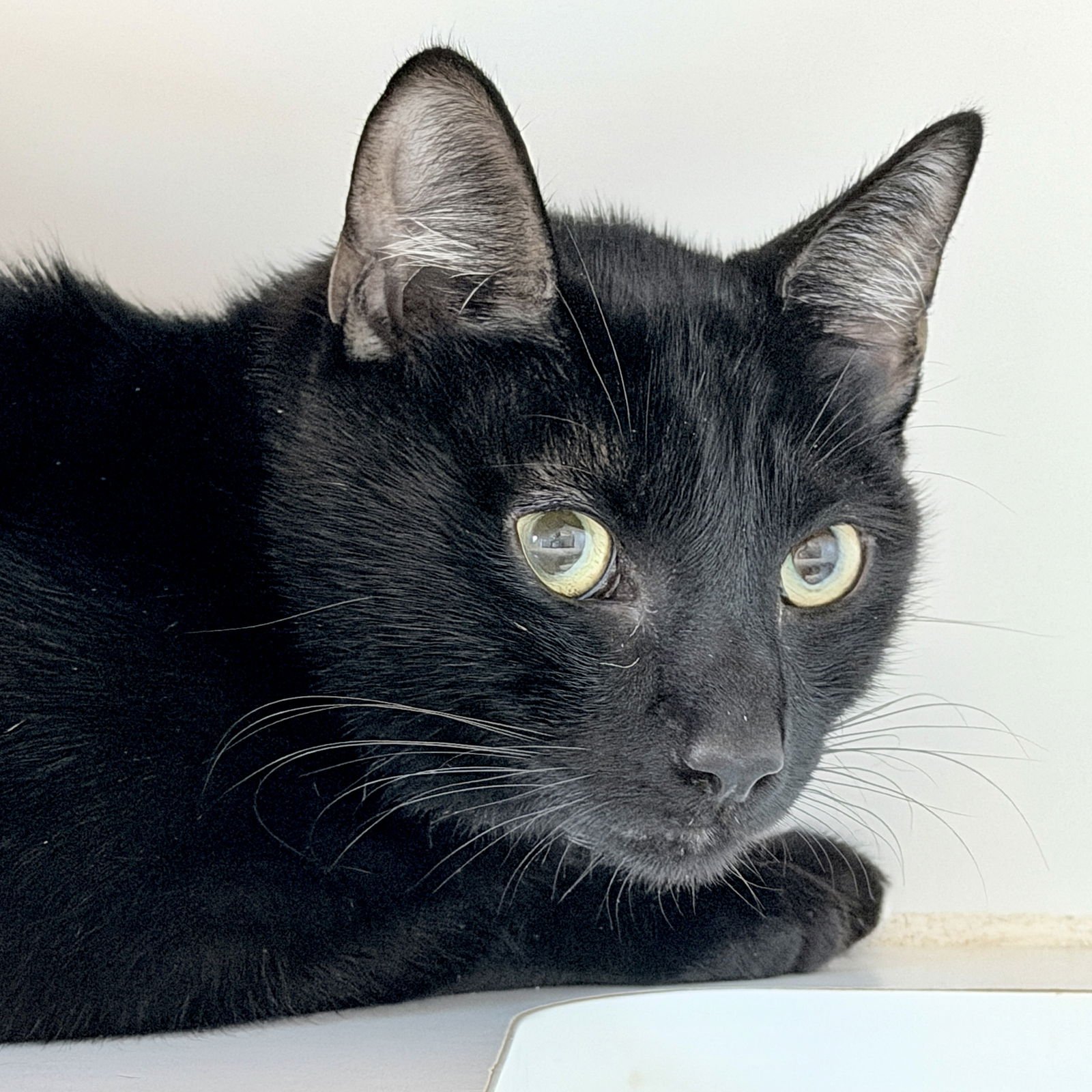 HEMINGWAY - Domestic Short Hair available for adoption