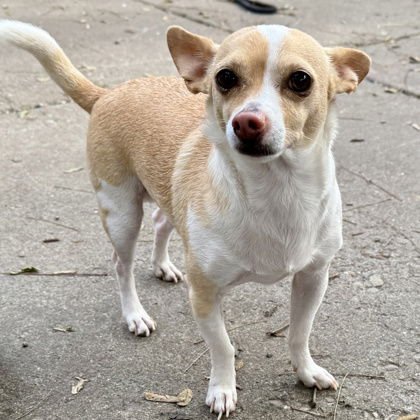 KAMIO - Chihuahua available for adoption