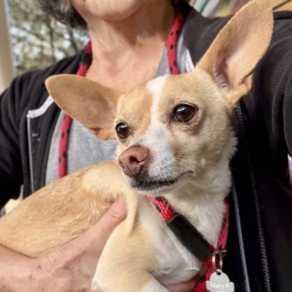 KAMIO - Chihuahua available for adoption