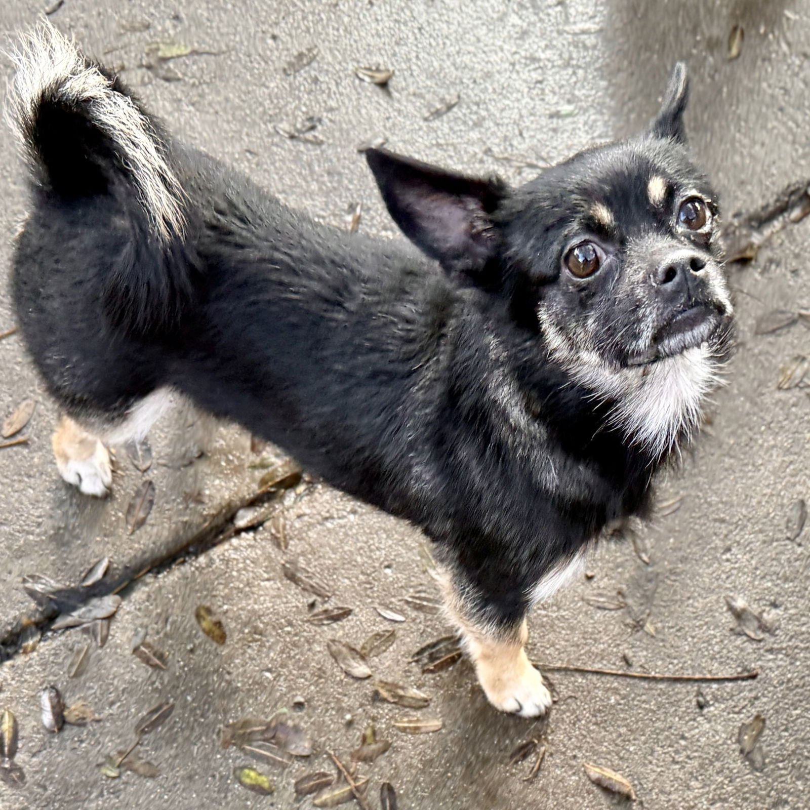 REYES - Unknown available for adoption