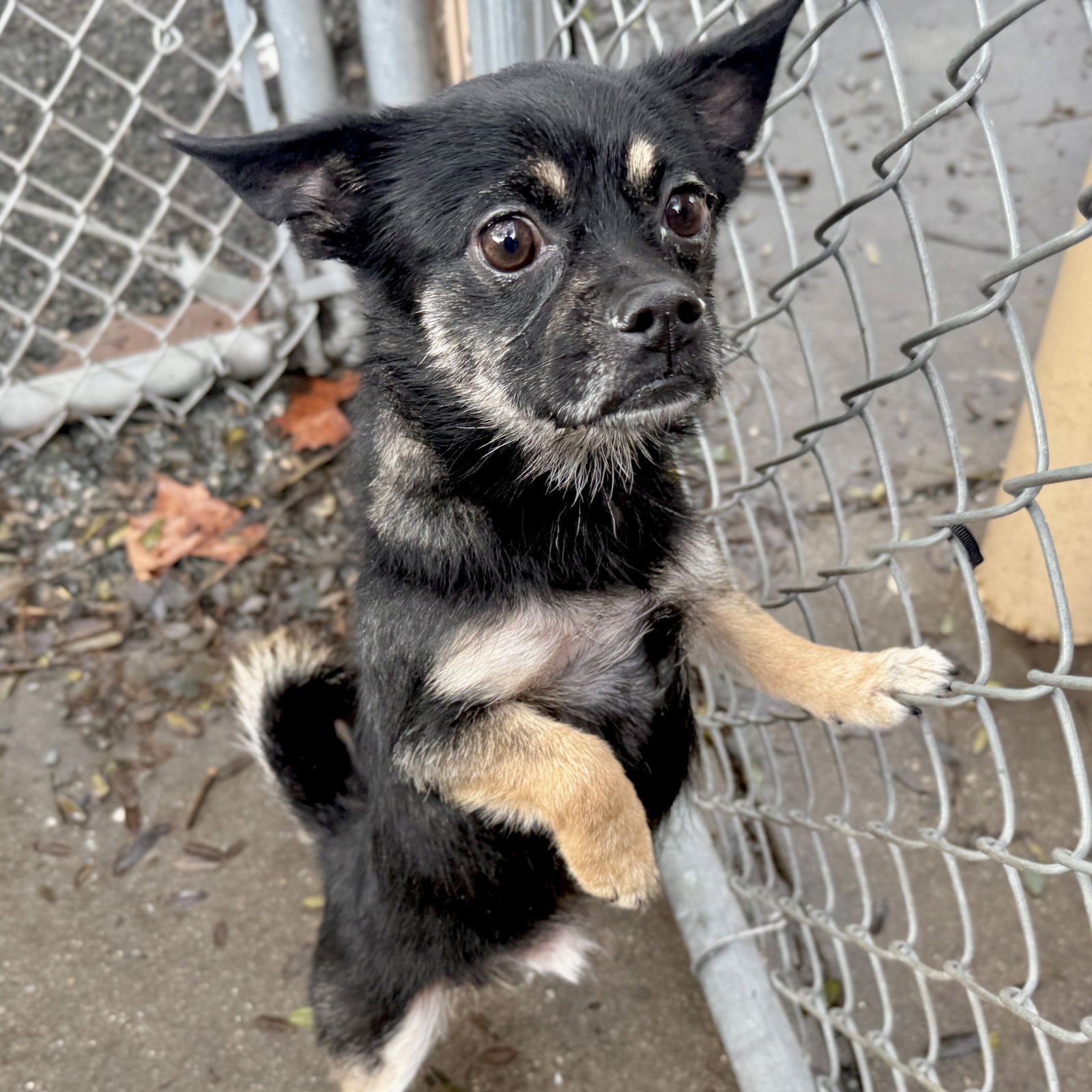 REYES - Unknown available for adoption