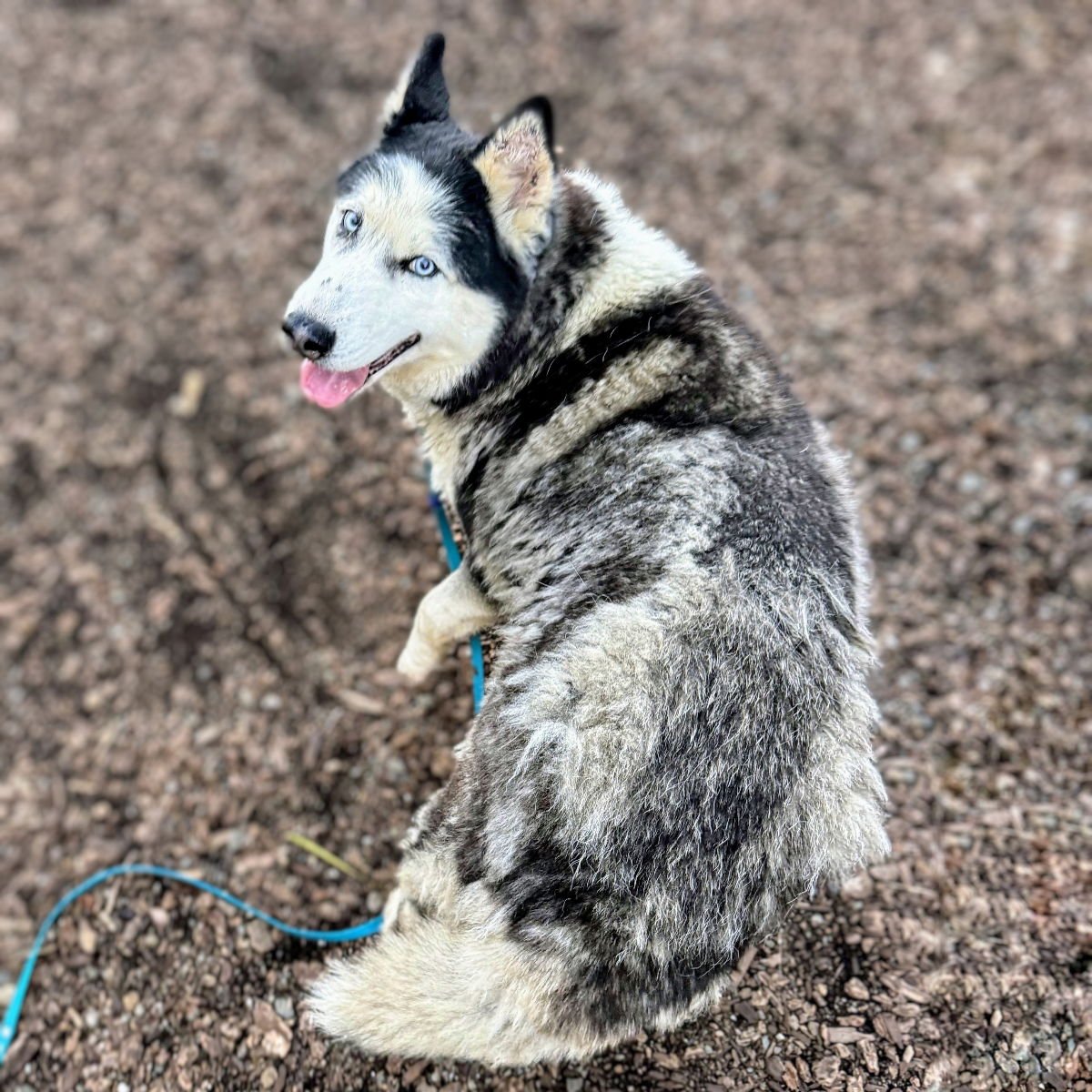 BELUGA - Alaskan Malamute available for adoption