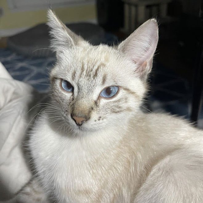 RICOTTA (BONDED WITH BRIE) - Siamese available for adoption