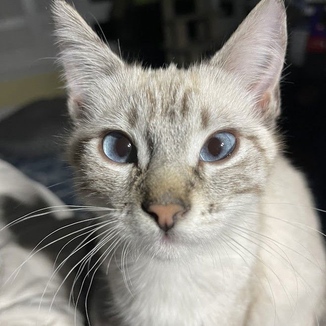 RICOTTA (BONDED WITH BRIE) - Siamese available for adoption