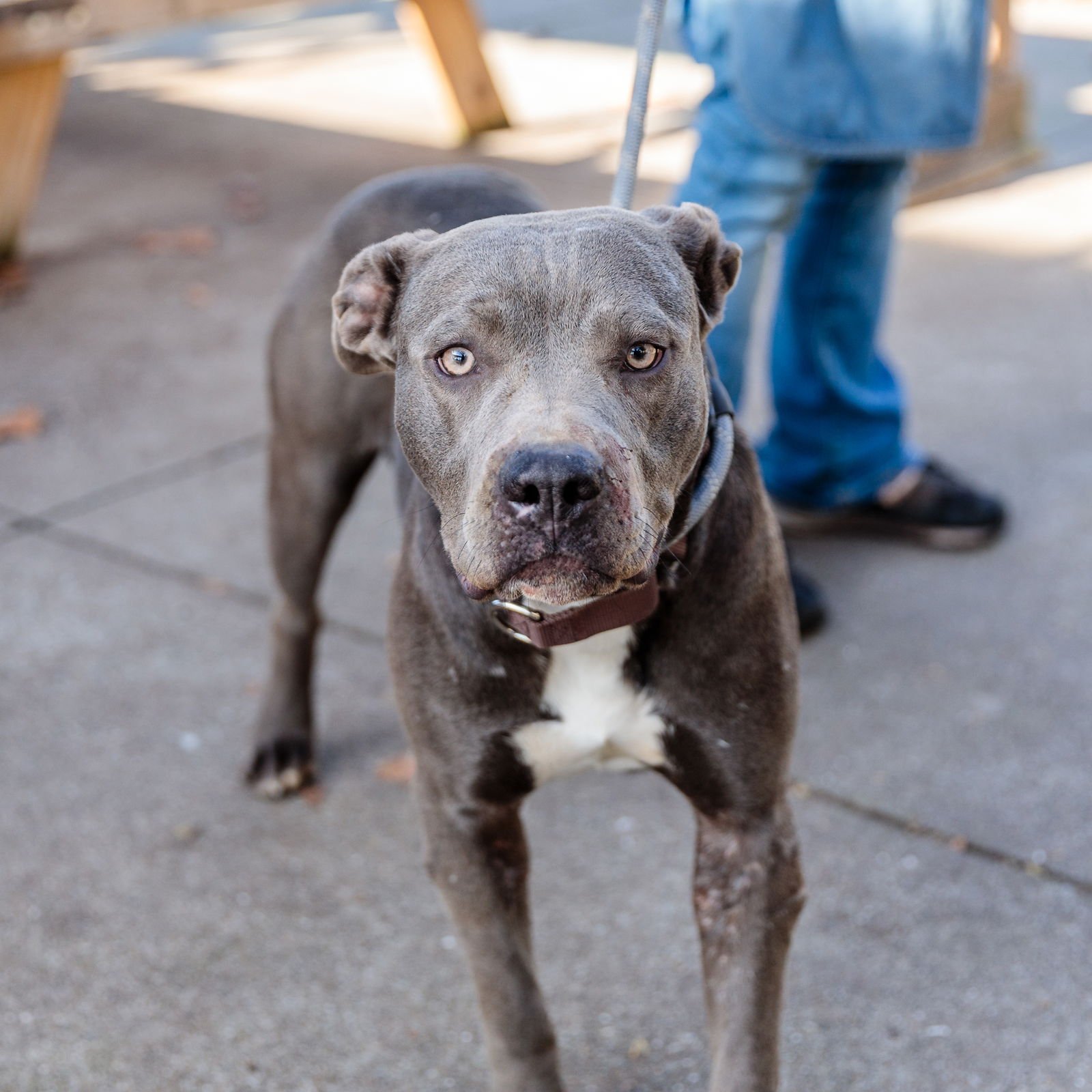 CHRYSALIS - Pit Bull Terrier available for adoption