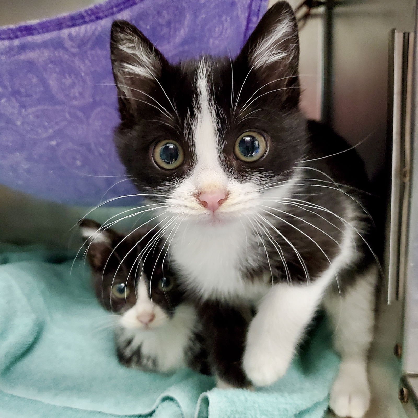 SID (BONDED W/NANCY) - Domestic Short Hair available for adoption