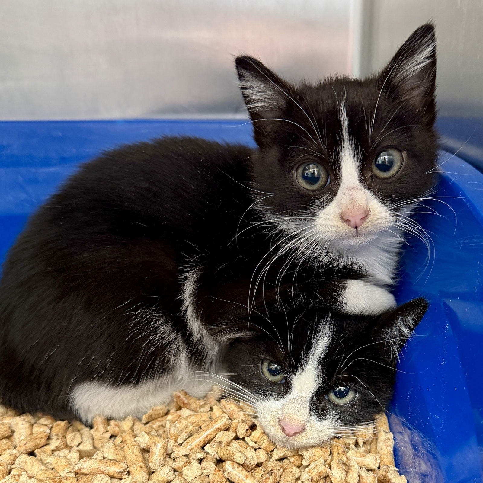 Sid (bonded w/Nancy) - Photo 3