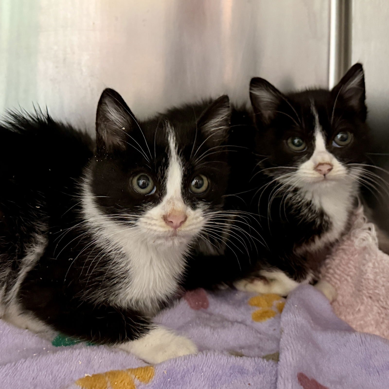 Sid (bonded w/Nancy) - Photo 4