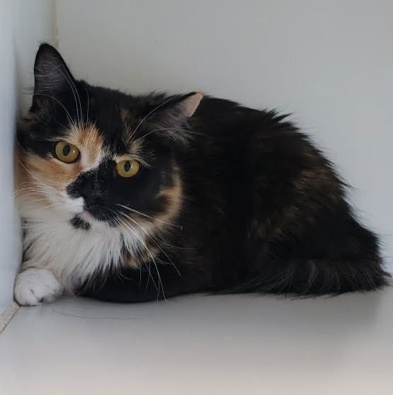 AMELIA BEDELIA (BONDED W/ ANNIE) - Domestic Medium Hair available for adoption