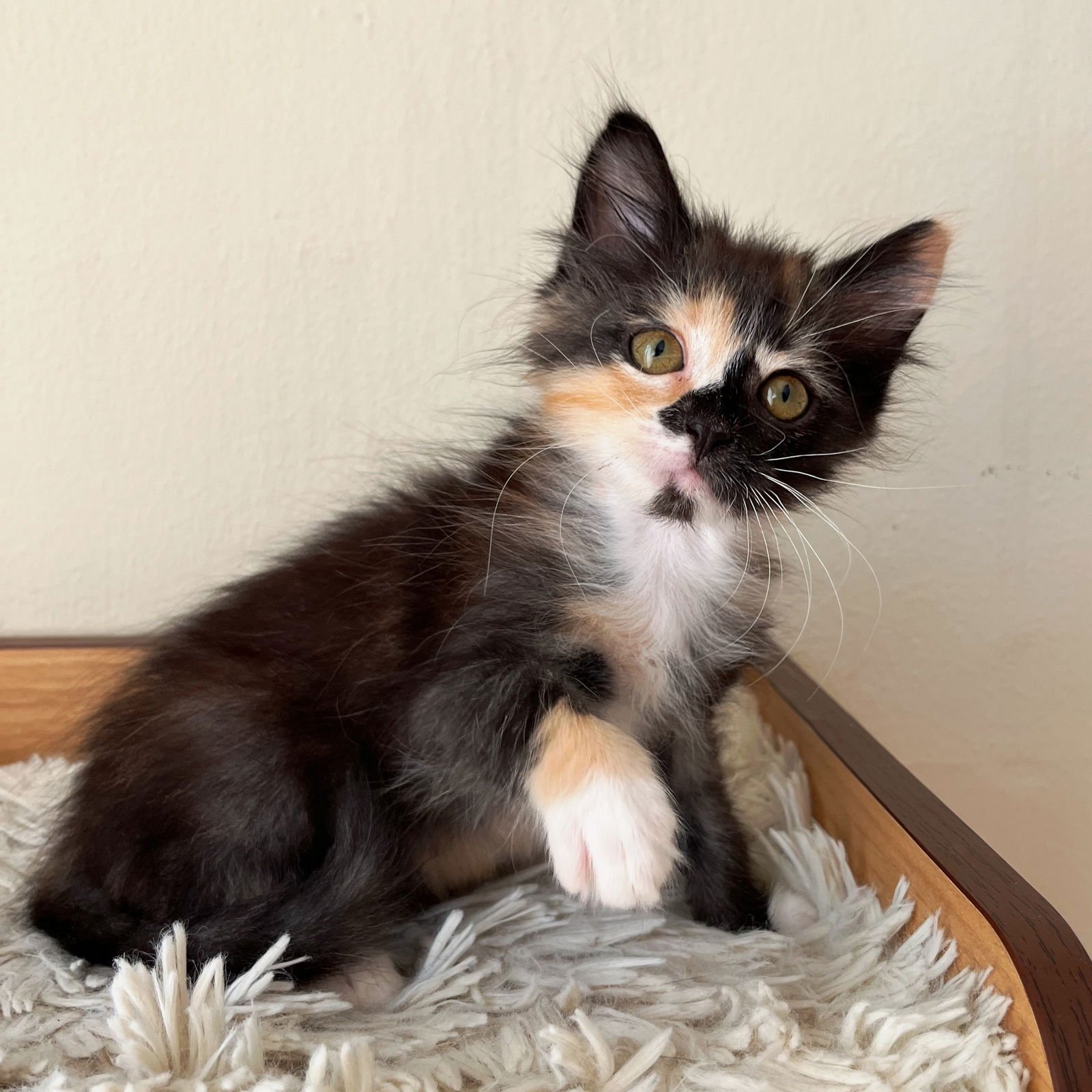 AMELIA BEDELIA (BONDED W/ ANNIE) - Domestic Medium Hair available for adoption