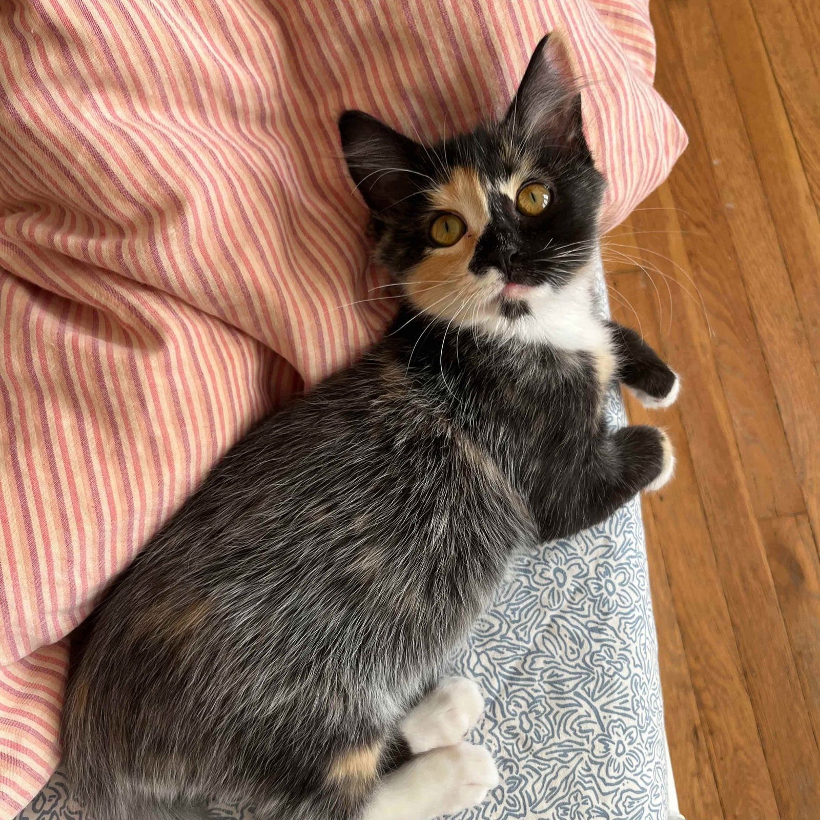 Amelia Bedelia (bonded w/ Annie) - Photo 3