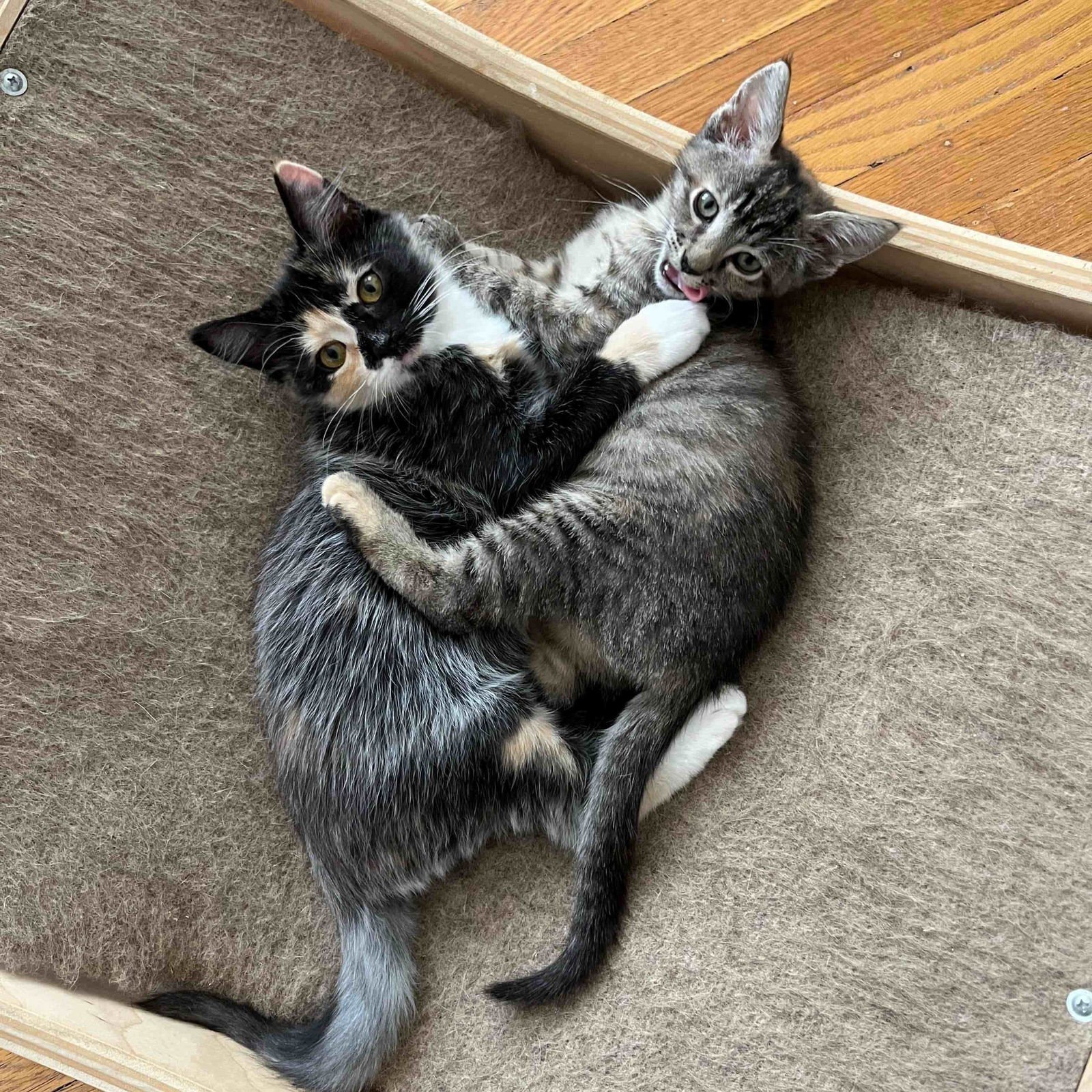 Amelia Bedelia (bonded w/ Annie) - Photo 5