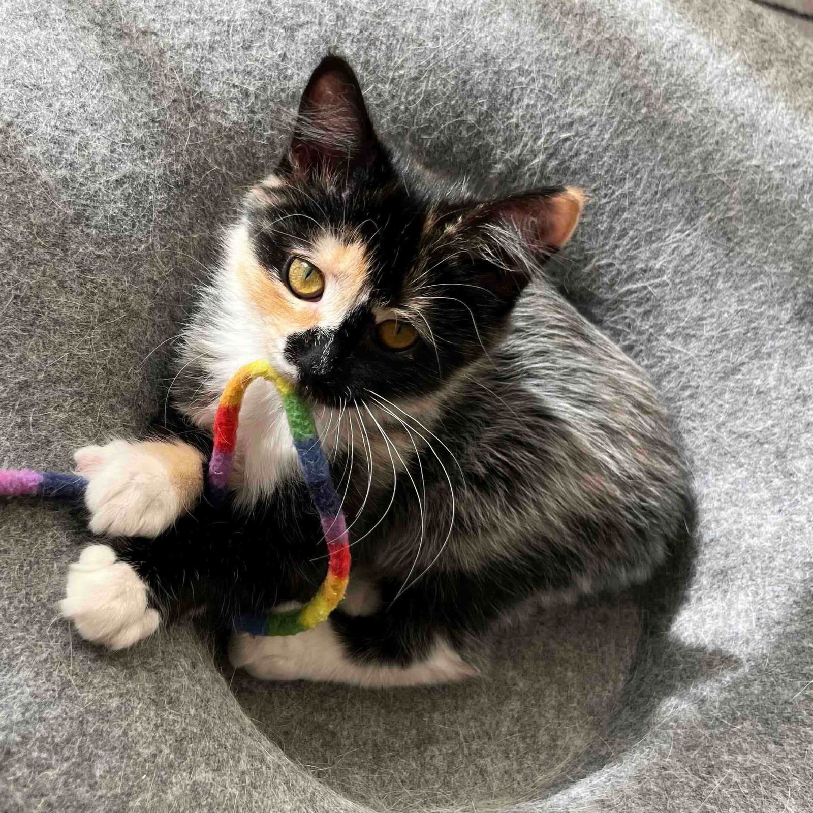 Amelia Bedelia (bonded w/ Annie) - Photo 6