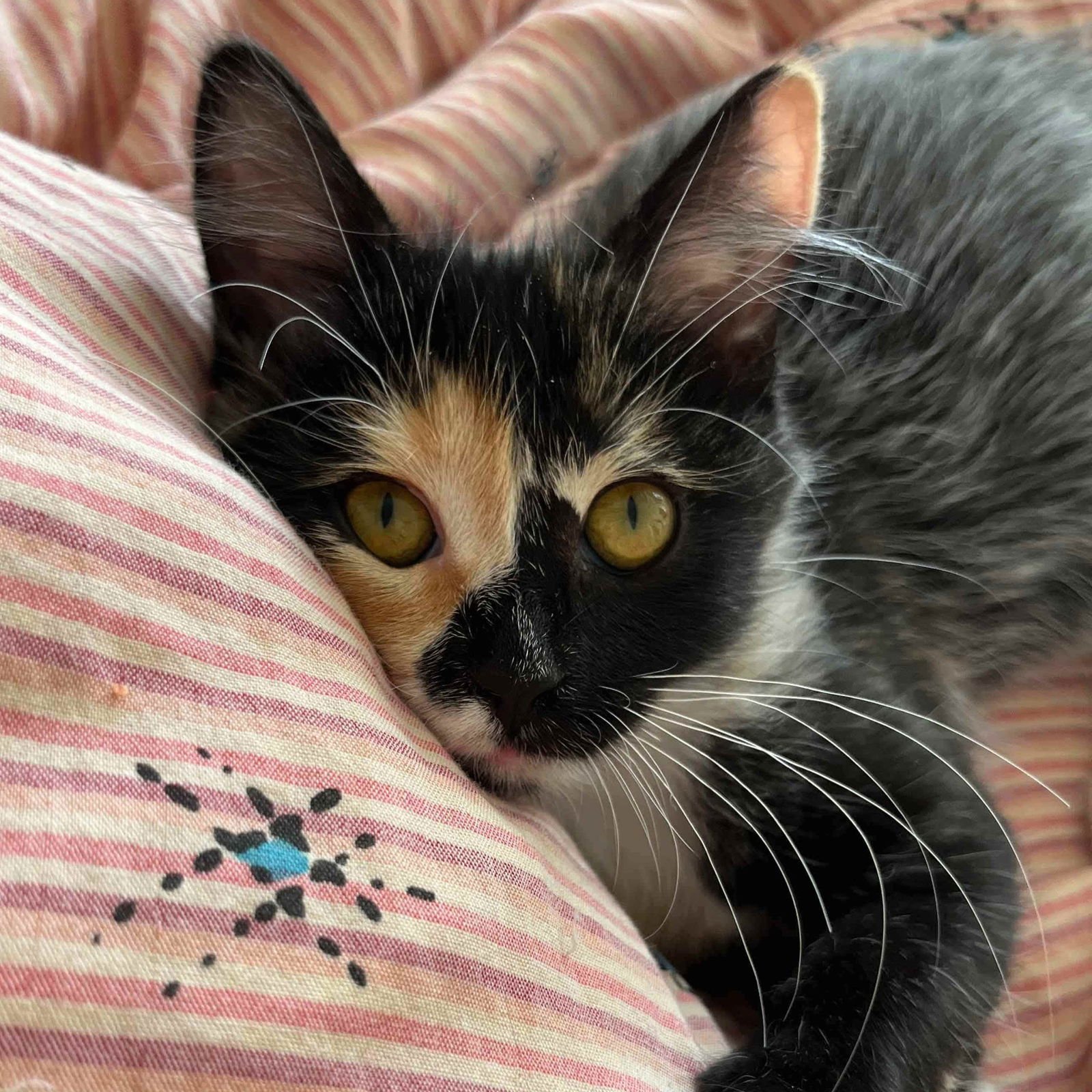 Amelia Bedelia (bonded w/ Annie) - Photo 7