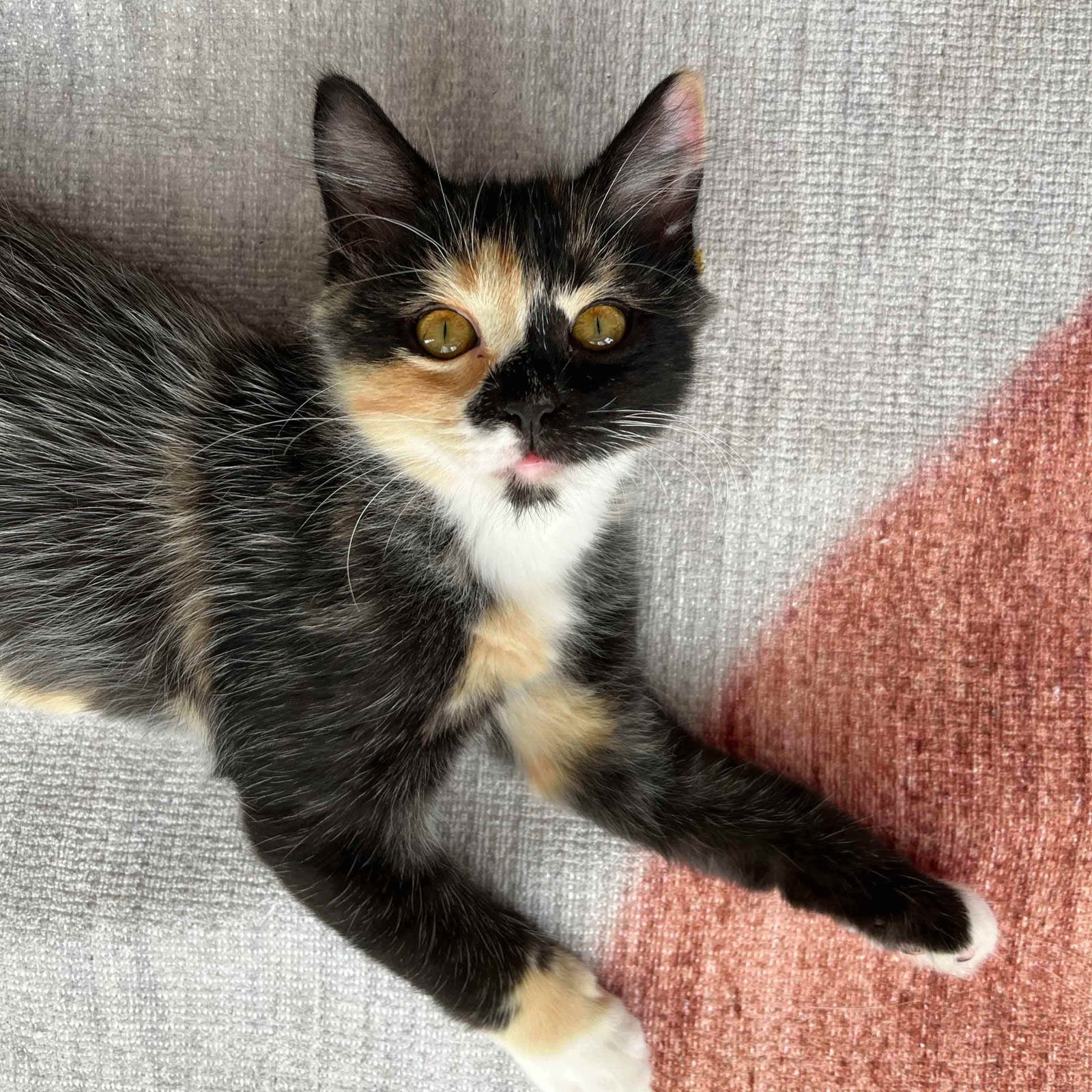 Amelia Bedelia (bonded w/ Annie) - Photo 8