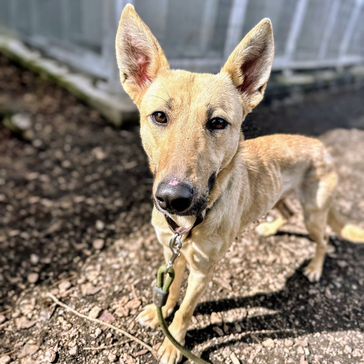 LISBETH - Shepherd available for adoption