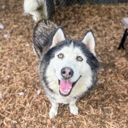 OBAN - Alaskan Malamute available for adoption