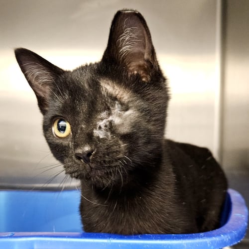 DUNK (BONDED W/ DRIBBLE) - Domestic Short Hair available for adoption