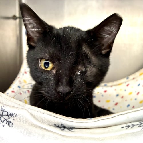 DUNK (BONDED W/ DRIBBLE) - Domestic Short Hair available for adoption