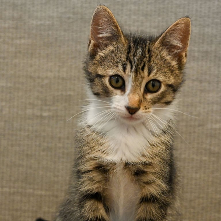 Benson (bonded w/ Ricky) Image