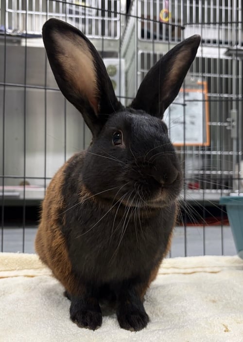 LANCELOT - American available for adoption