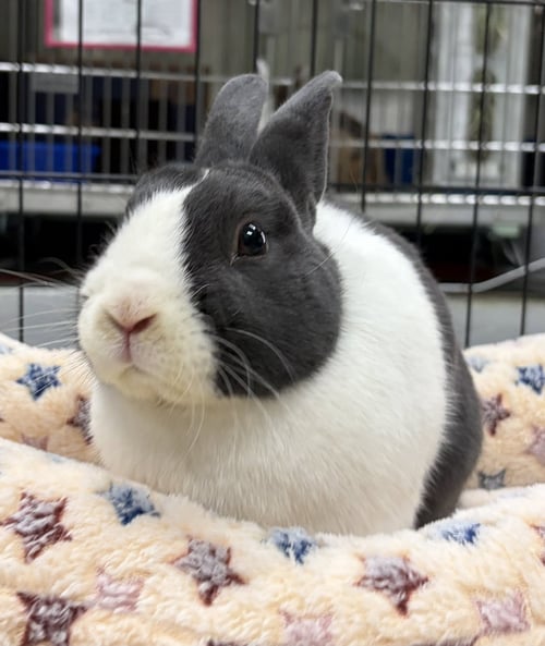 FRANKNFURTER - Dutch / American available for adoption