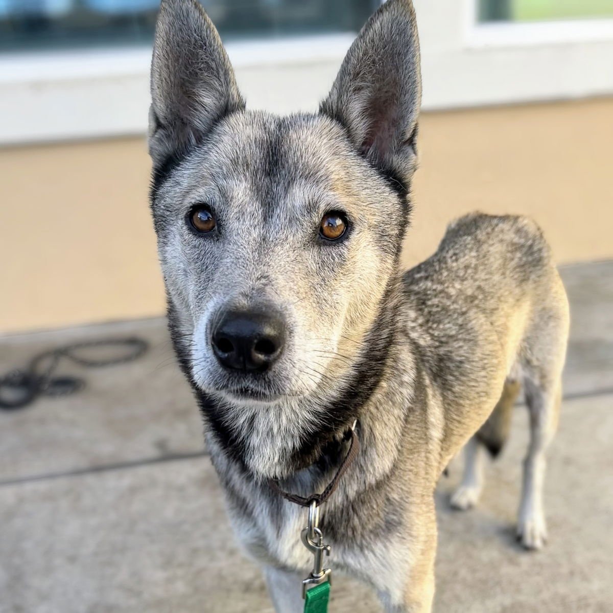 JUNA - Siberian Husky available for adoption