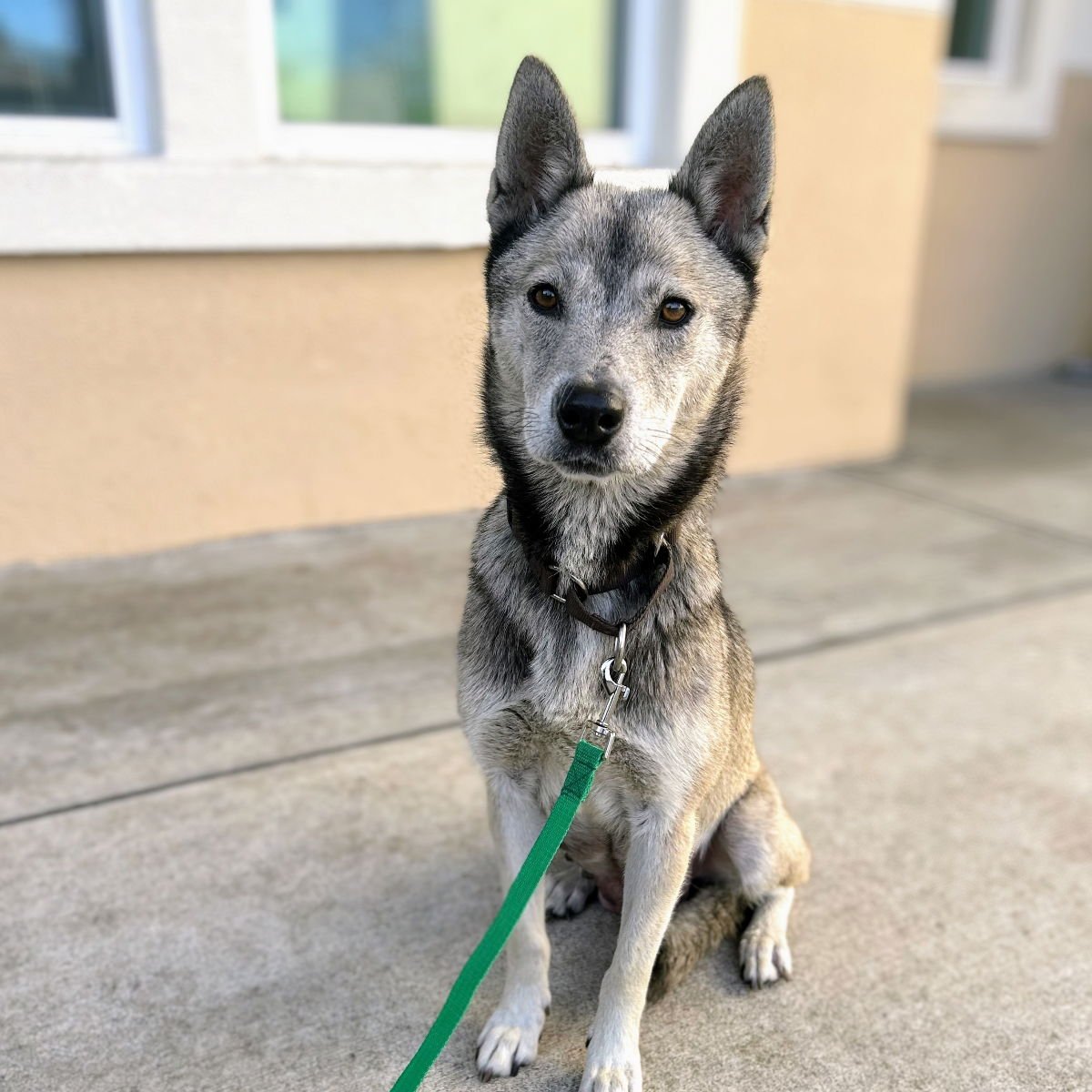 JUNA - Siberian Husky available for adoption