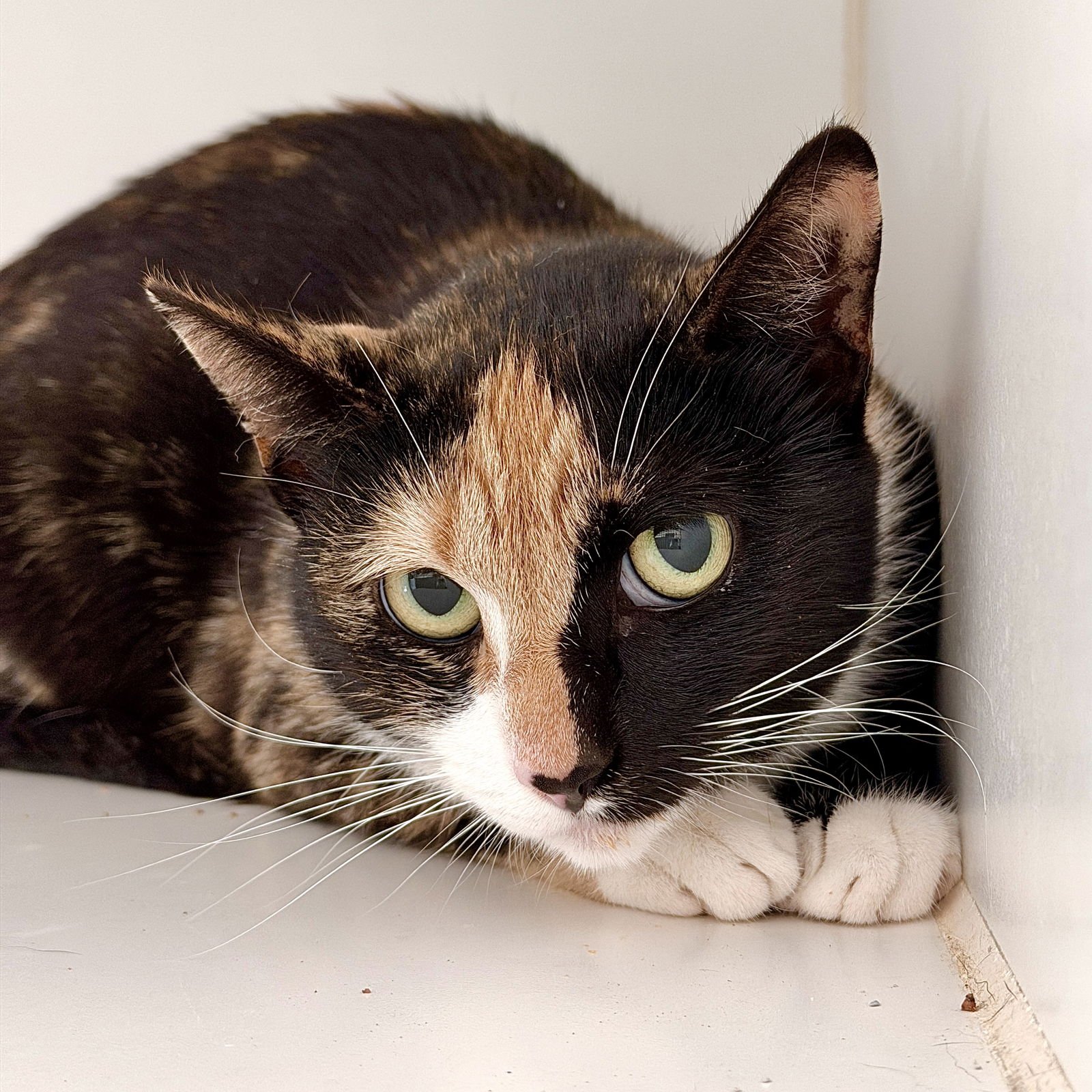 SARAH - Domestic Short Hair available for adoption