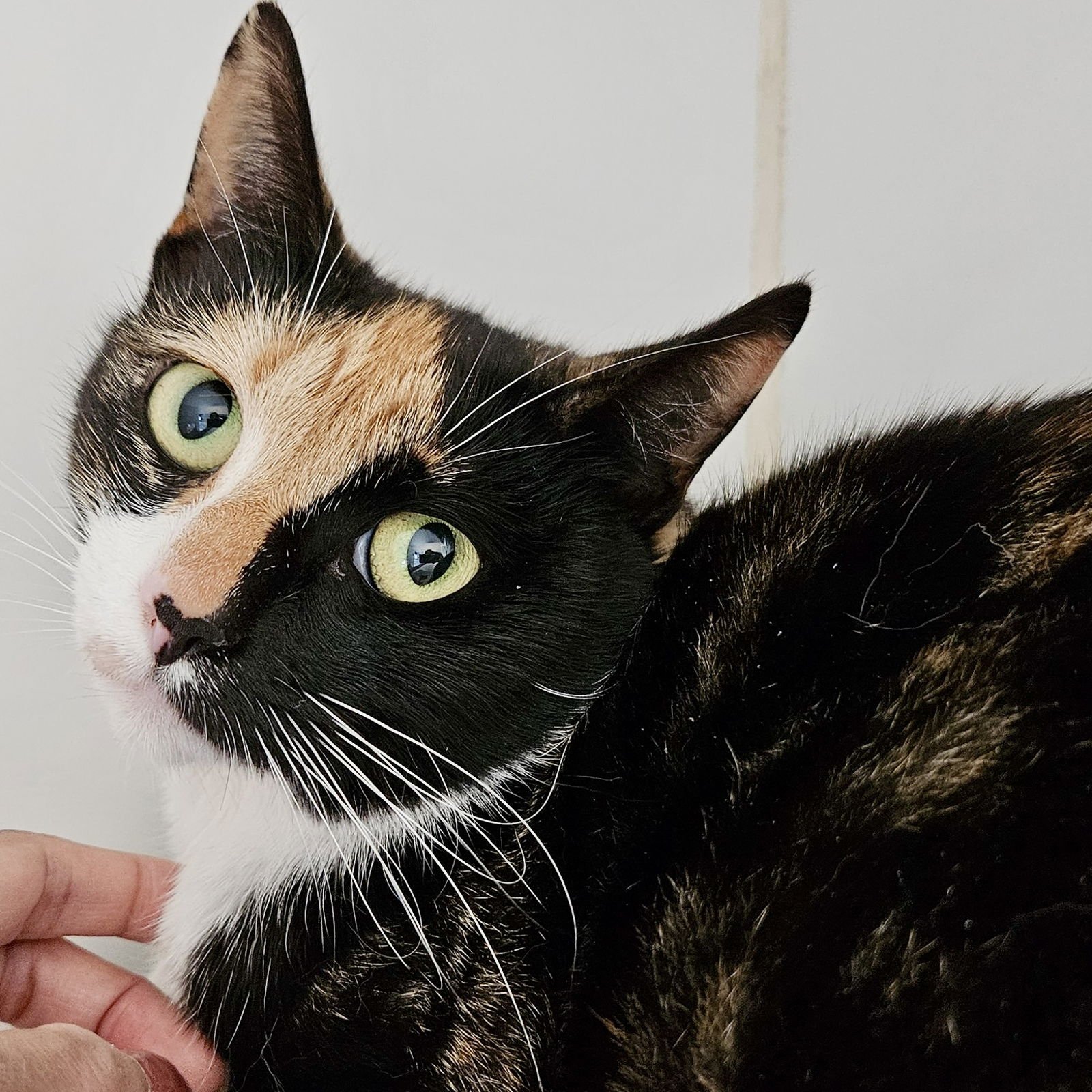 SARAH - Domestic Short Hair available for adoption